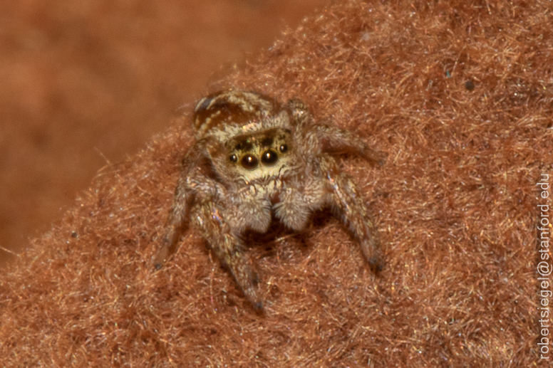 jumping spider